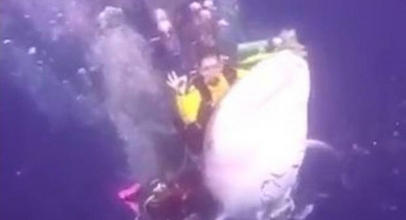 VIRAL! Aksi Penyelam Menunggangi Hiu Paus Ini Tuai Kecaman di Twitter