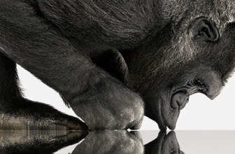 Mengenal 8 Hal Gorilla Glass Lebih Jauh