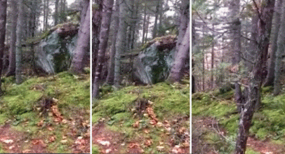 VIRAL! Video Tanah Bisa “Bernafas” di Hutan Kanada