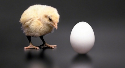Akhirnya Terjawab Sudah Teka-Teki “Ayam atau Telur Yang Lebih Dulu”