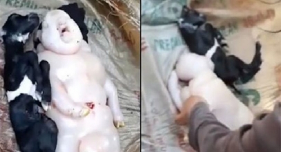 VIRAL! Induk Kambing Lahirkan Makhluk Setengah Babi Setengah Manusia