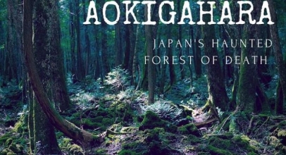 Aokigahara, Hutan Paling Angker dan “Tempat Sempurna Untuk Mati” di Jepang