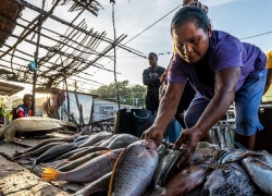 Pertemuan W20 Digelar di Manokwari