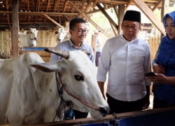 XL Axiata Bangun Solusi Digital Satwa Nusantara untuk Peternak Sapi di Situbondo
