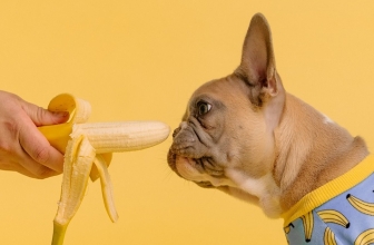 10 Anjing dengan Pendapatan Tertinggi di TikTok