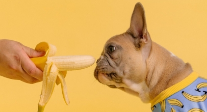 10 Anjing dengan Pendapatan Tertinggi di TikTok