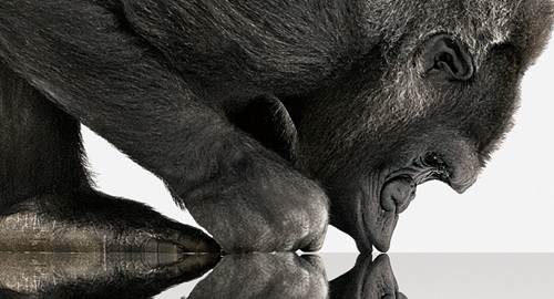 Mengenal 8 Hal Gorilla Glass Lebih Jauh