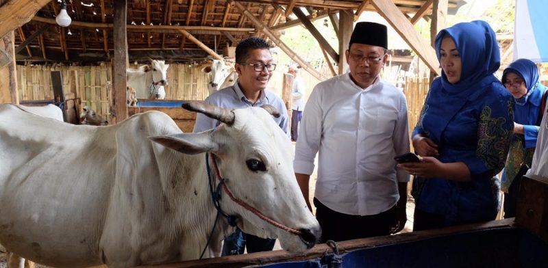 XL Axiata Bangun Solusi Digital Satwa Nusantara untuk Peternak Sapi di Situbondo