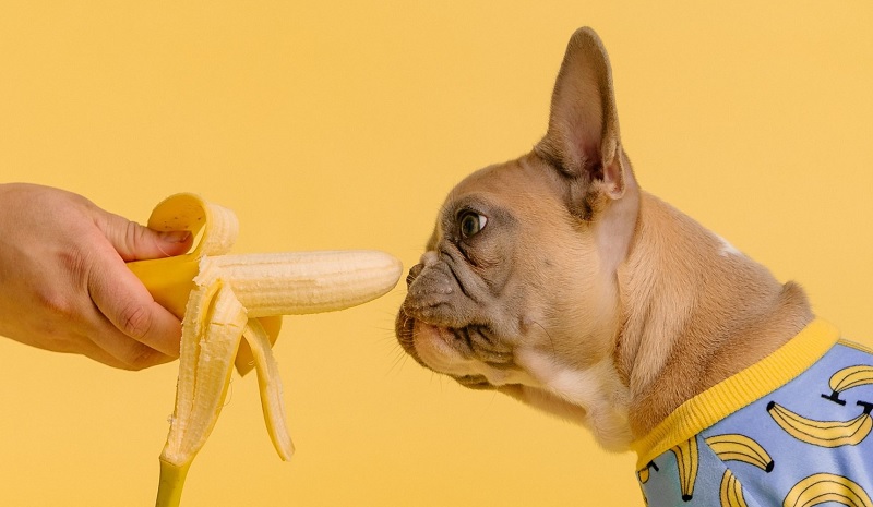 10 Anjing dengan Pendapatan Tertinggi di TikTok