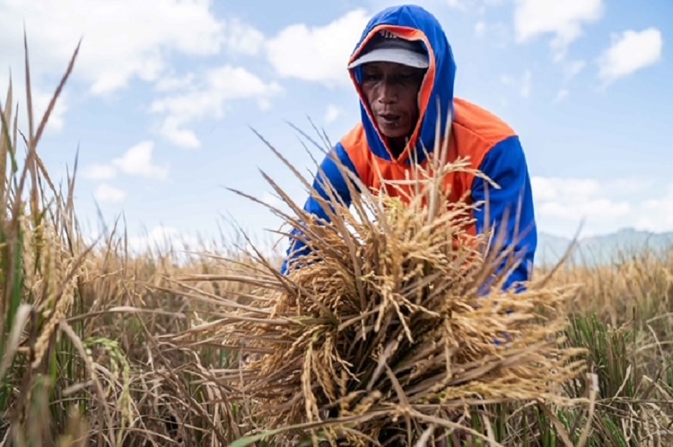 Indico Berkolaborasi Tingkatkan Produksi Pertanian di Wonogoro